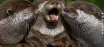 Baby+Otter+Kissing