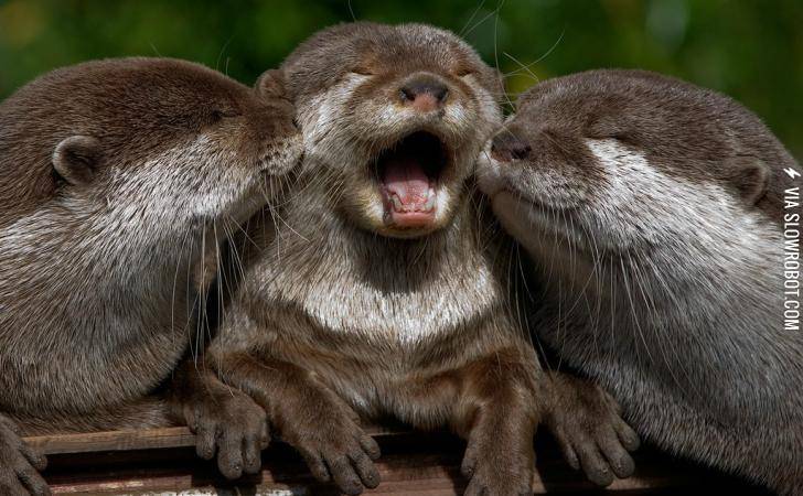 Baby+Otter+Kissing
