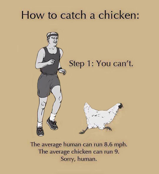 How+To+Catch+A+Chicken