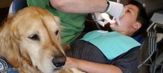 JoJo+the+comfort+dog+works+at+dentistry+clinic+to+help+ease+patients%26%23039%3B+anxiety