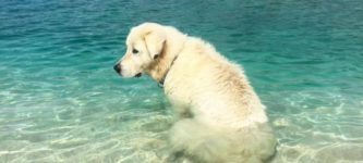 Salty+Sea+Dog+enjoying+the+ocean+for+the+first+time