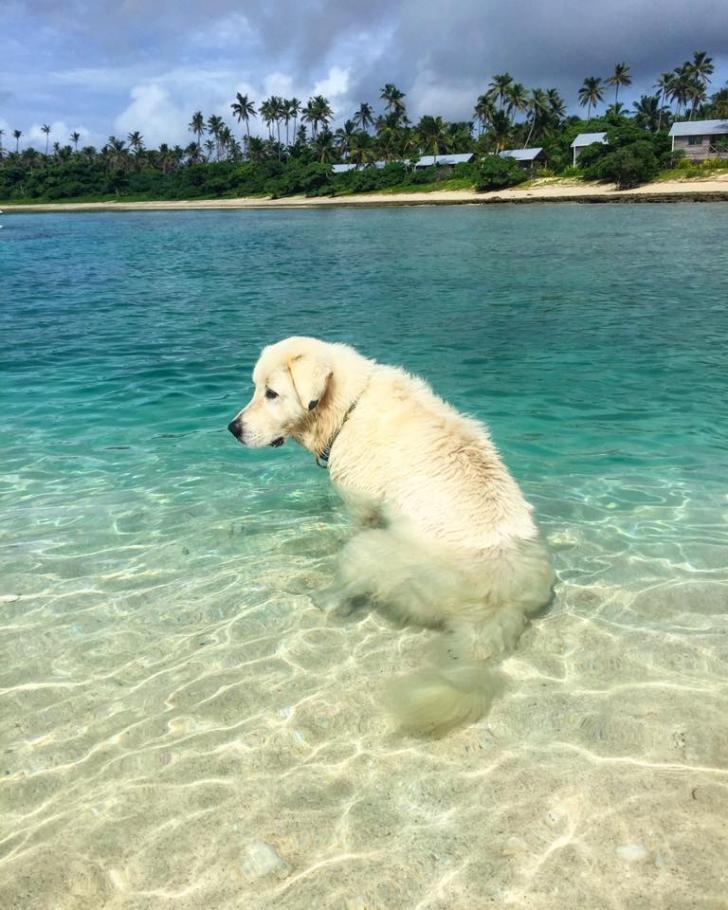 Salty+Sea+Dog+enjoying+the+ocean+for+the+first+time