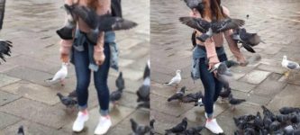 Never+trust+a+pigeon