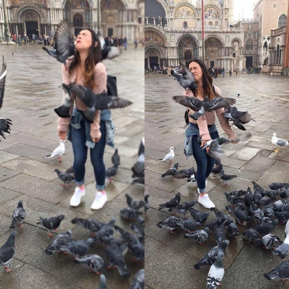 Never+trust+a+pigeon
