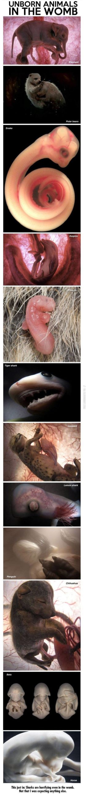 Unborn+animals+in+the+womb.