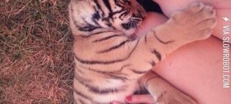 Tiger+cuddles%21