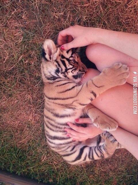 Tiger+cuddles%21