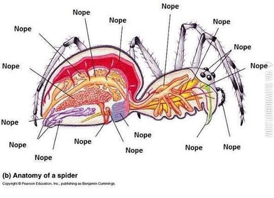 The+Anatomy+Of+A+Spider
