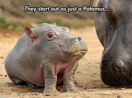 They+Started+Out+As+Just+A+Potamus