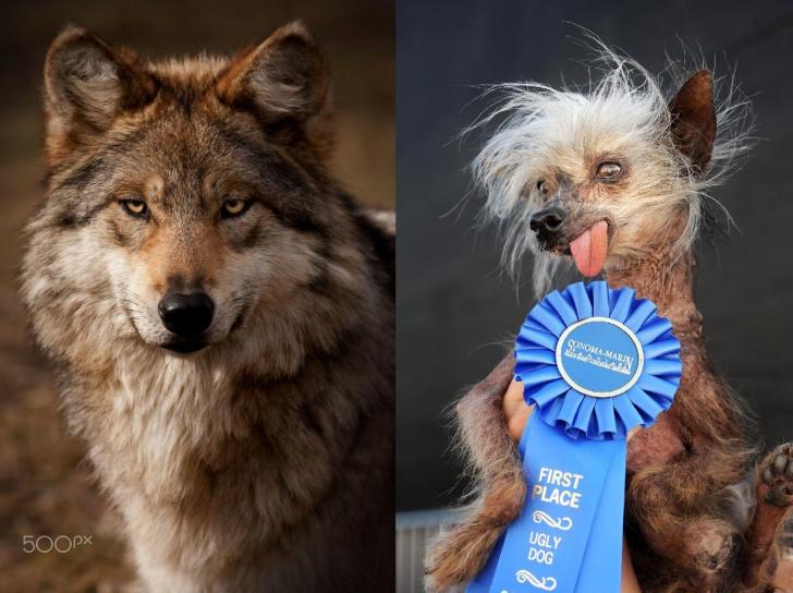 progress%3A+millennia+of+selective+breeding