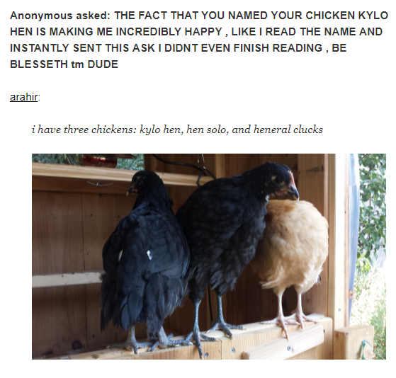 Chicken+named+Kylo+Hen