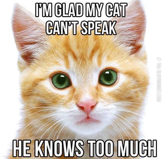 I%26%238217%3Bm+glad+my+cat+can%26%238217%3Bt+speak%26%238230%3B