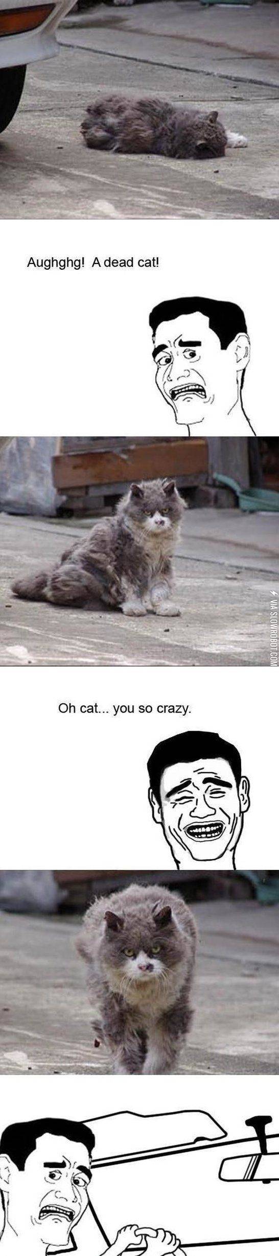 Cat+intimidation+level%3A+758674