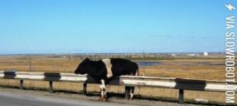 Cow+camouflage.