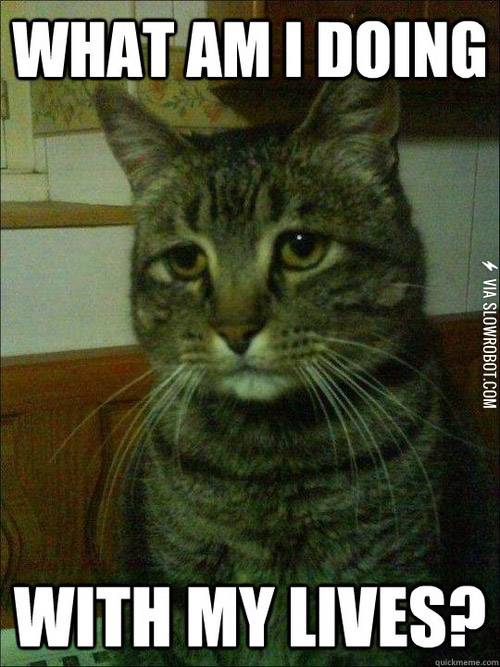 Cat+mid-life+crisis.