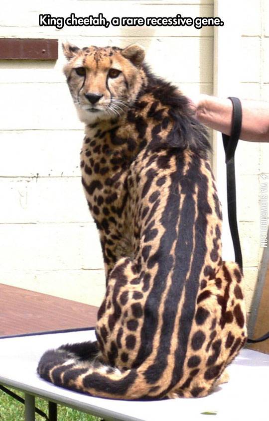 King+cheetah