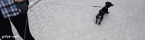 The+dreaded+plastic+bag