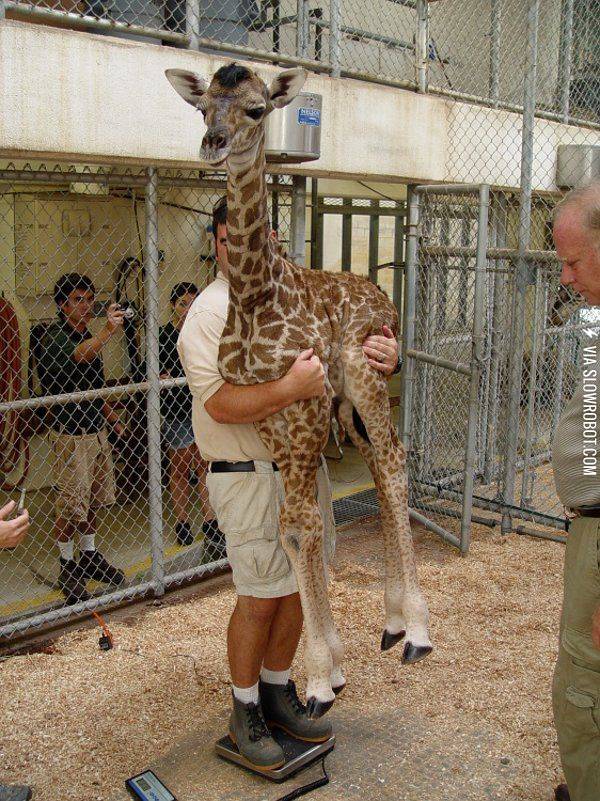 Apparently+that%26%238217%3Bs+how+you+weigh+a+baby+Giraffe