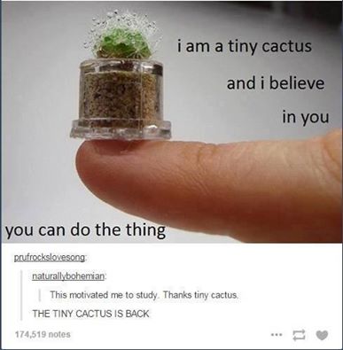 A+Tiny+Cactus