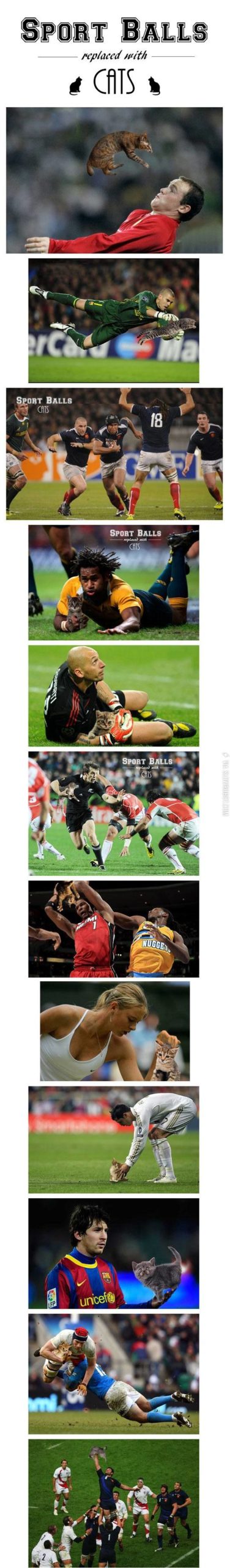 Sports+balls+replaced+with+cats.