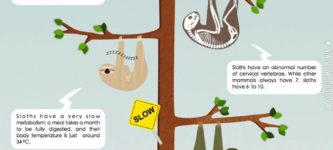 Facts+about+sloths.