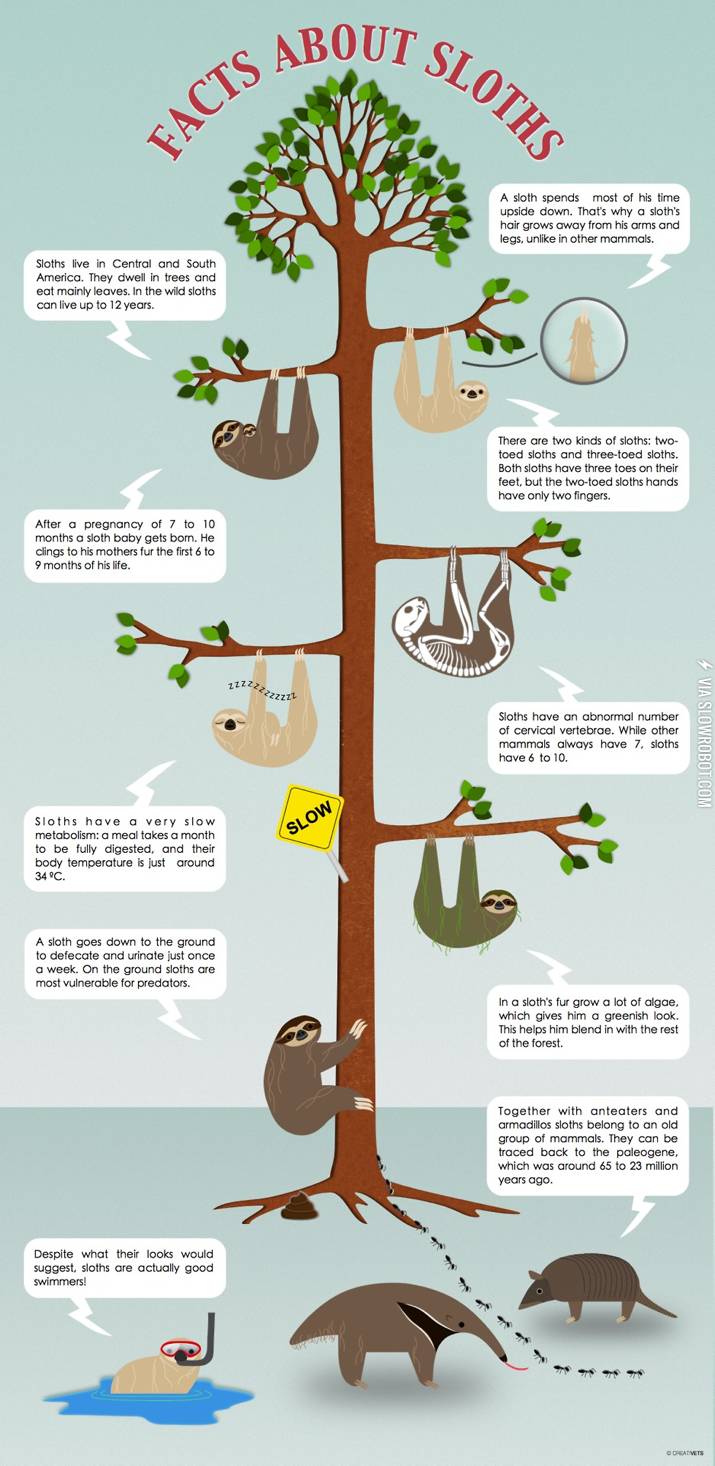 Facts+about+sloths.