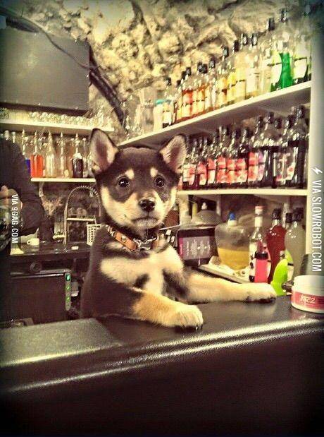 You+look+like+you%26%23039%3Bre+having+a+ruff+day.+Can+I+get+you+a+drink%3F