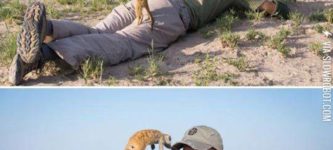 Baby+Meerkats+In+Botswana