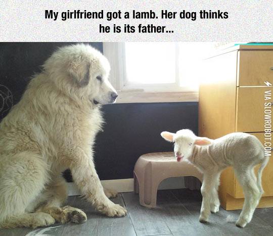 Lamb%2C+I+Am+Your+Father