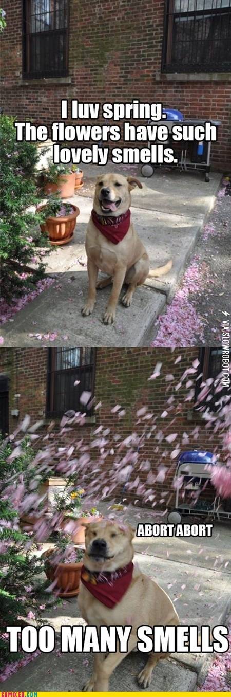 Spring+is+in+the+air