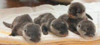 Baby+otters.