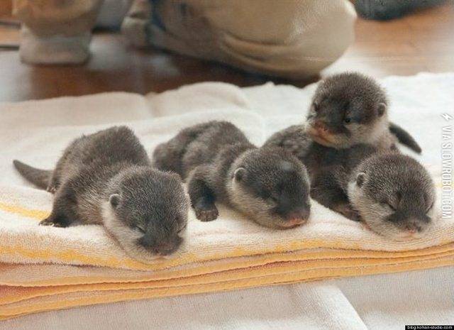 Baby+otters.