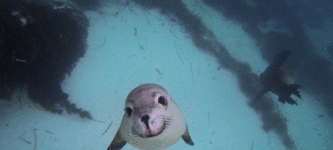 A+smiling+seal.