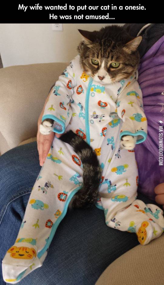 My+wife+wanted+to+put+our+cat+in+a+onesie.