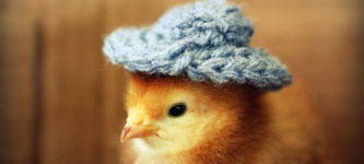 Animals+Wearing+Hats