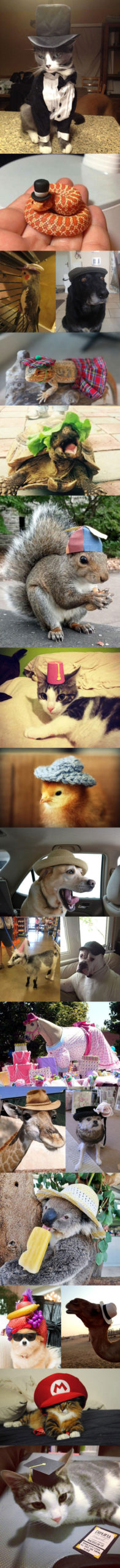 Animals+Wearing+Hats