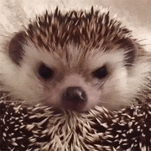 Angry+hedgehog+smiles+after+getting+treat