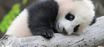 this+panda+is+either+cute+or+terrified