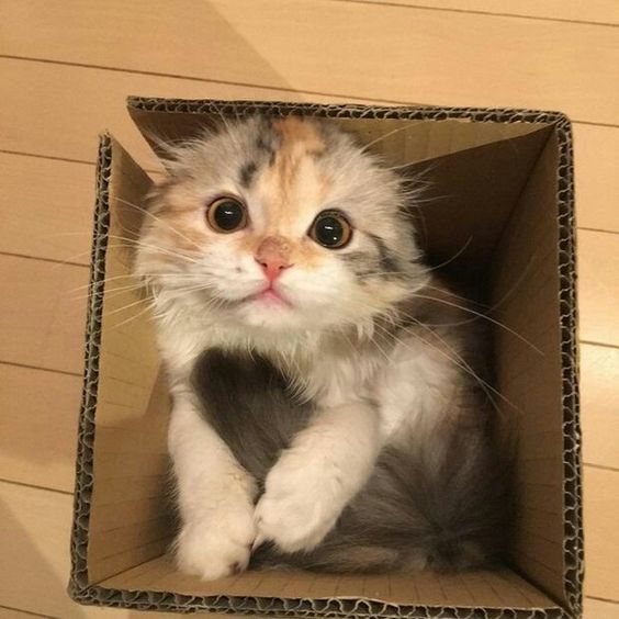 Kitteh+in+a+box