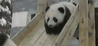 Pandas+are+silly.