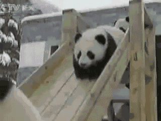 Pandas+are+silly.