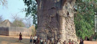 2000+years+old%2C+The+Tree+of+Life%2C+South+Africa.