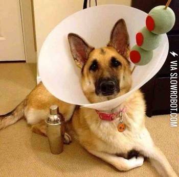 I%26%238217%3Bll+have+a+German+Shepherd%2C+shaken%2C+not+stirred.