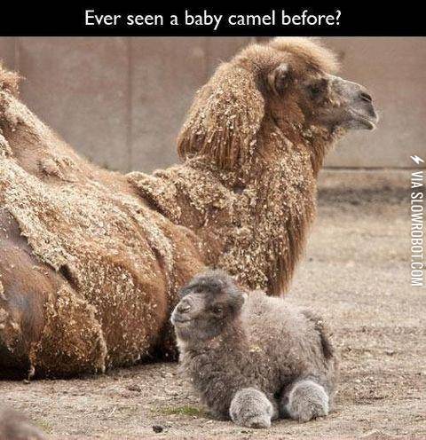 Baby+camel