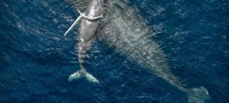 Drone+shot+of+humpback+whale+mother+and+calf