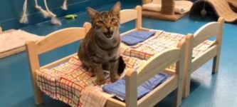 IKEA+donated+doll+beds+for+the+cats+at+a+local+shelter