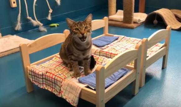 IKEA+donated+doll+beds+for+the+cats+at+a+local+shelter