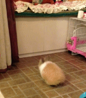 Well+At+Least+You+Tried%2C+Buddy