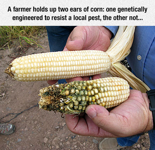 Two+Ears+Of+Corn