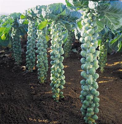 Brussel+sprouts+plants